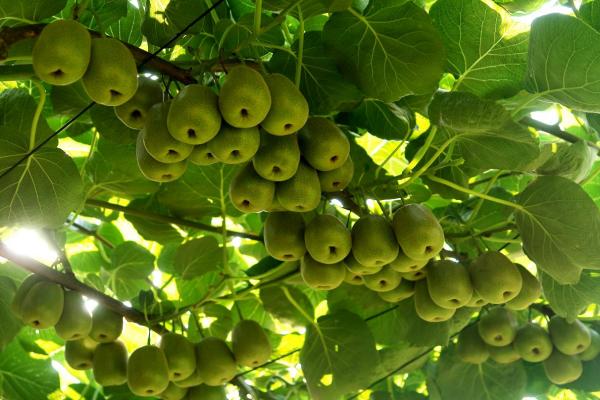 萬盛獼猴桃果實(shí)。萬盛經(jīng)開區(qū)農(nóng)村農(nóng)業(yè)局供圖