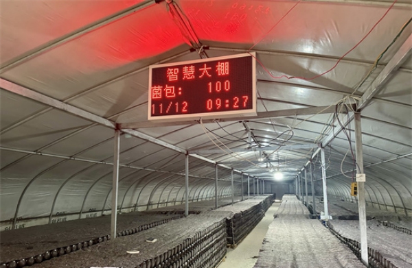 重慶硒旺華寶生物科技有限公司的智慧大棚。丁穩(wěn)攝