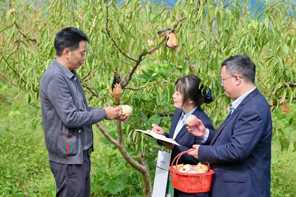 郵儲(chǔ)銀行重慶豐都支行到云上桃園走訪。郵儲(chǔ)銀行重慶分行供圖