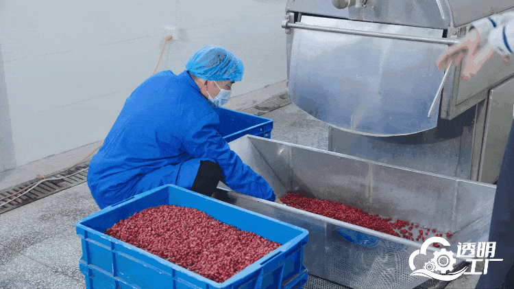 工作人員對(duì)采摘的新鮮山茱萸進(jìn)行加工。