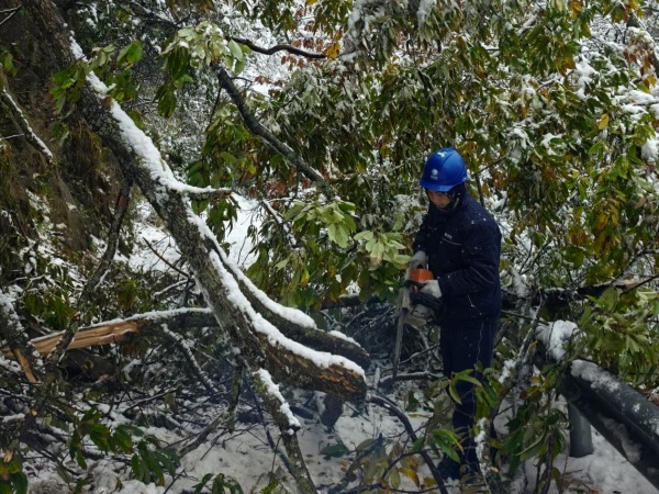 供電公司員工正在使用油鋸清理被大雪壓倒擋住搶修道路的樹木。國(guó)網(wǎng)城口供電公司供圖
