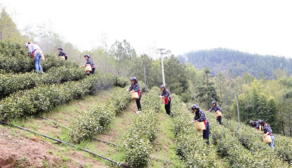 茶葉采收。桑坪鎮(zhèn)供圖