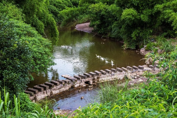 在珠灘村的小河里，鴨群正在嬉戲。胡光銀攝