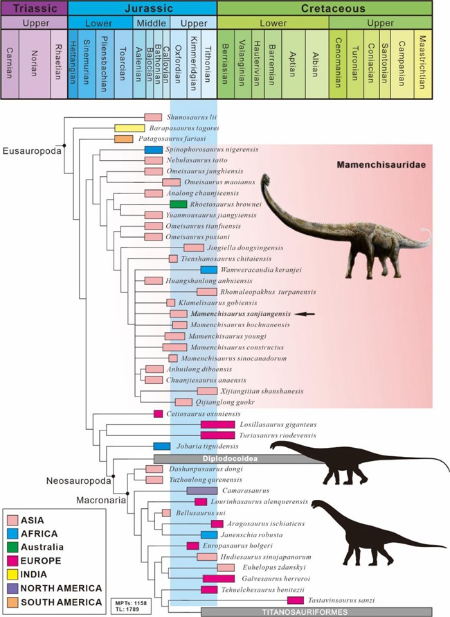 蜥腳類恐龍系統(tǒng)發(fā)育位置圖（箭頭指示三江馬門溪龍所在系統(tǒng)發(fā)育位置）。重慶市規(guī)劃和自然資源局供圖